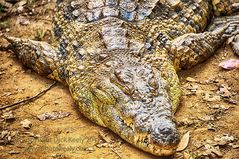 Sleeping Giant - Nile crocodile (Crocodylus niloticus)