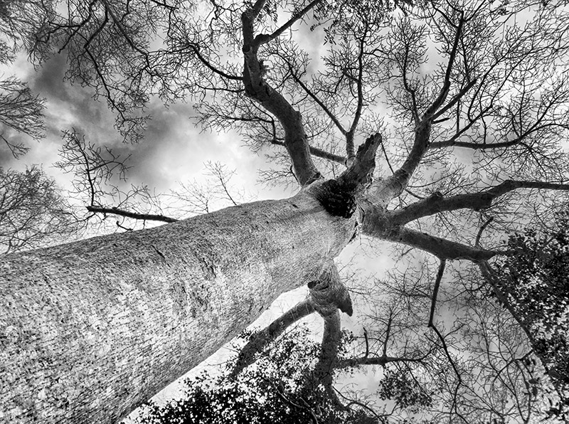 Baobab Tree (Adansonia)