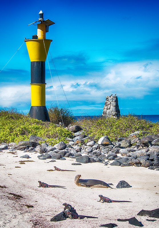 Sea lion & Iguanas 