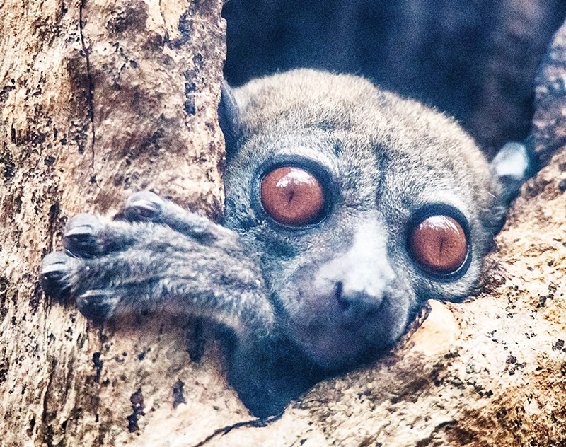 Sportive Lemur (Lepilemuridae)