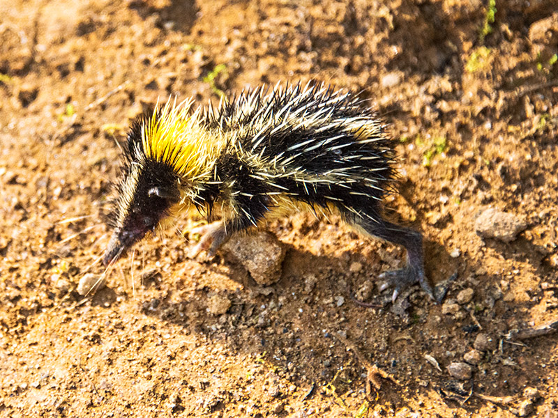 Lowland Streaked Tenrec (Hemicentetes semispinosus)