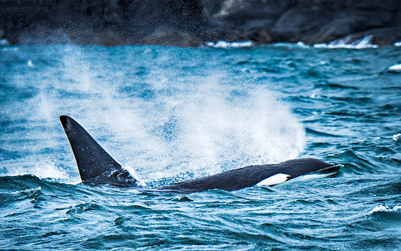 Orca Surfacing