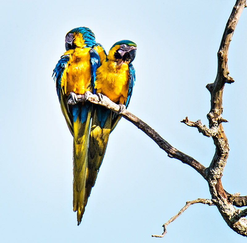Blue-and-yellow Macaw (Ara Ararauna)