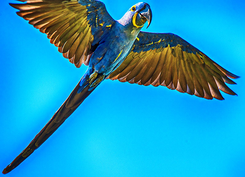 Hyacinth Macaw (Anodorhynchus Hyacinthinus)
