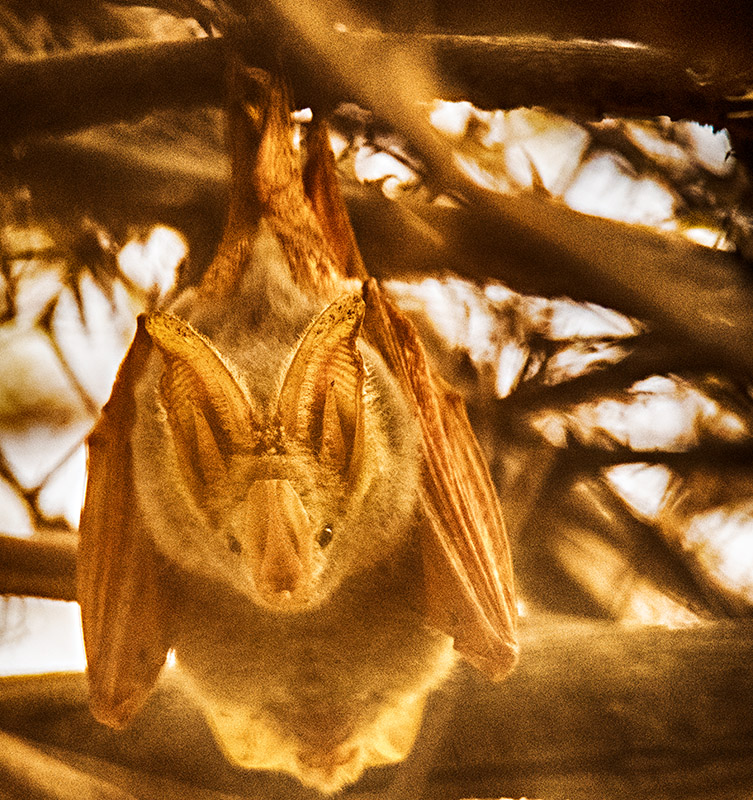 Yellow Winged Bat (Lavia frons)
