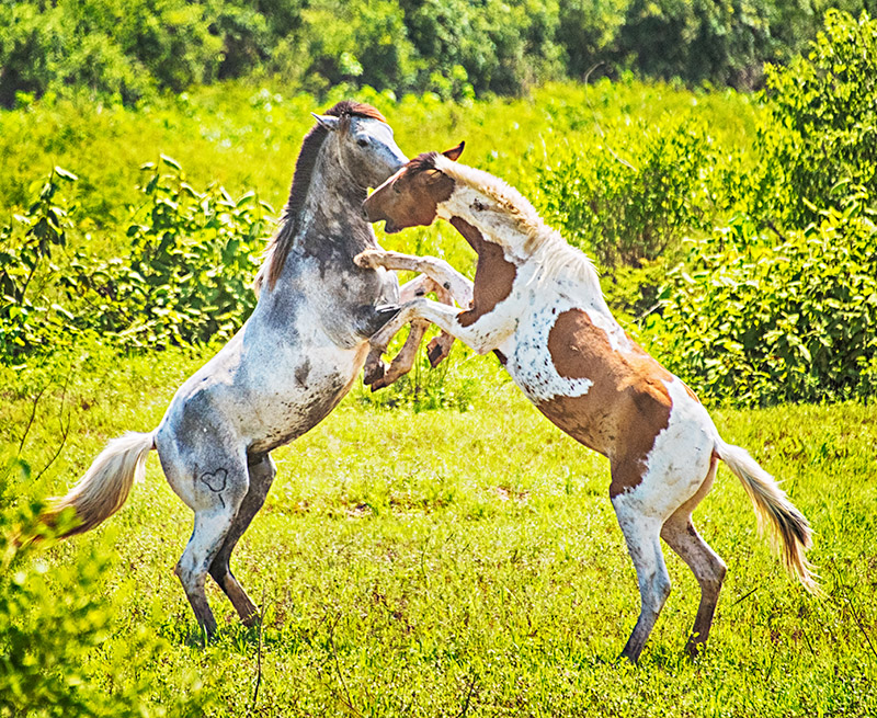 Horse Fight