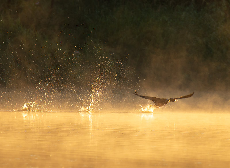 Cormorant Dawn Takeoff