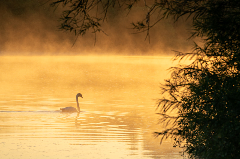 Midsummer Dawn - River Shannon