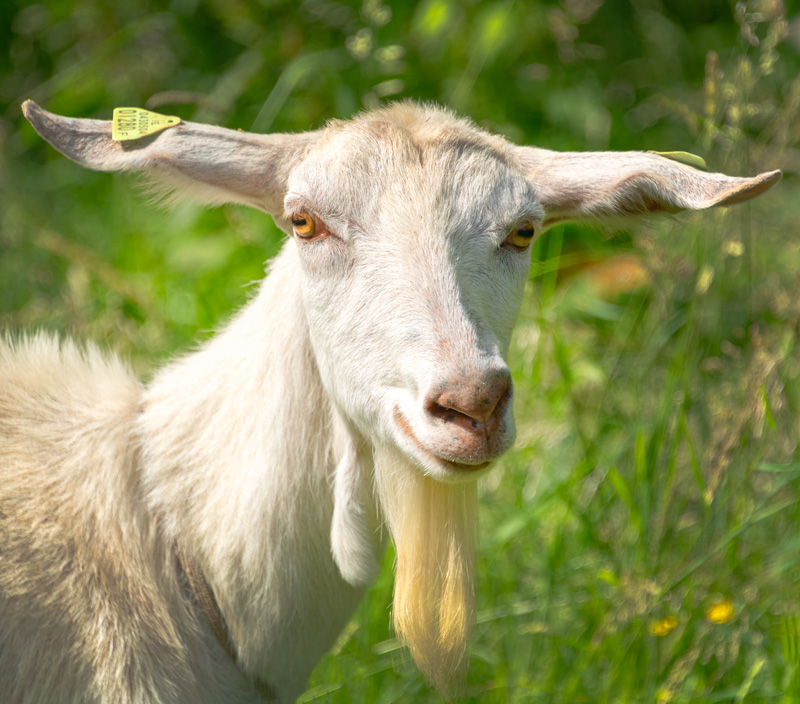 Whit Goat
