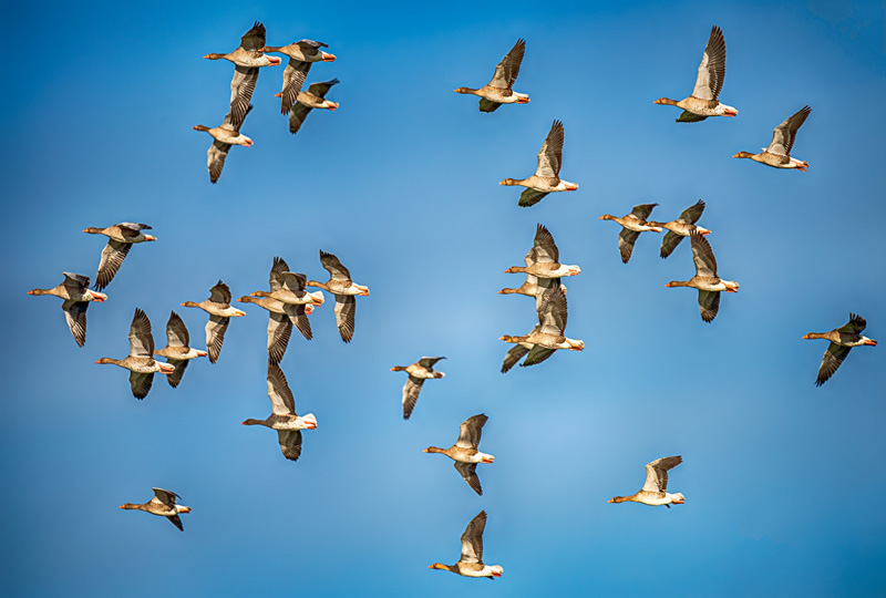 Greylag Geese Flock in Flight