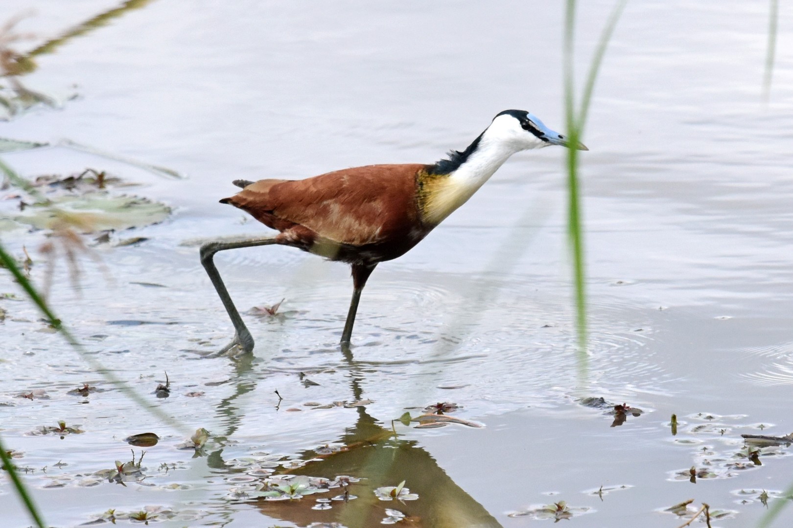 African jacana