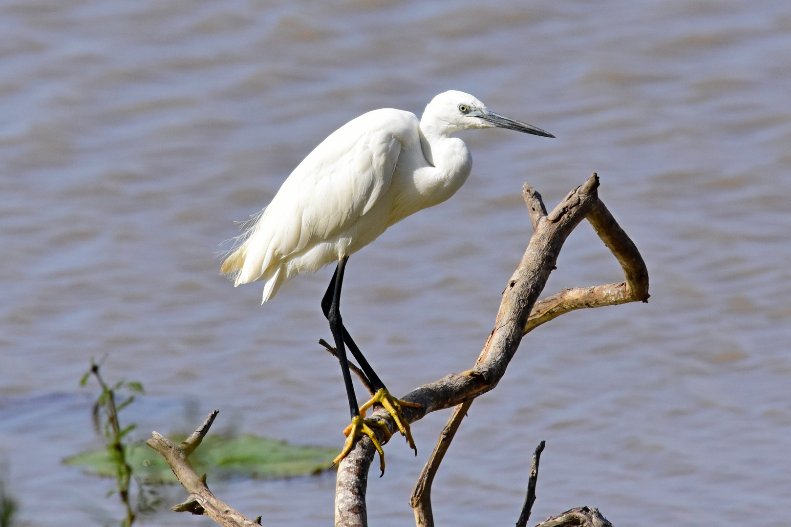 Little egret