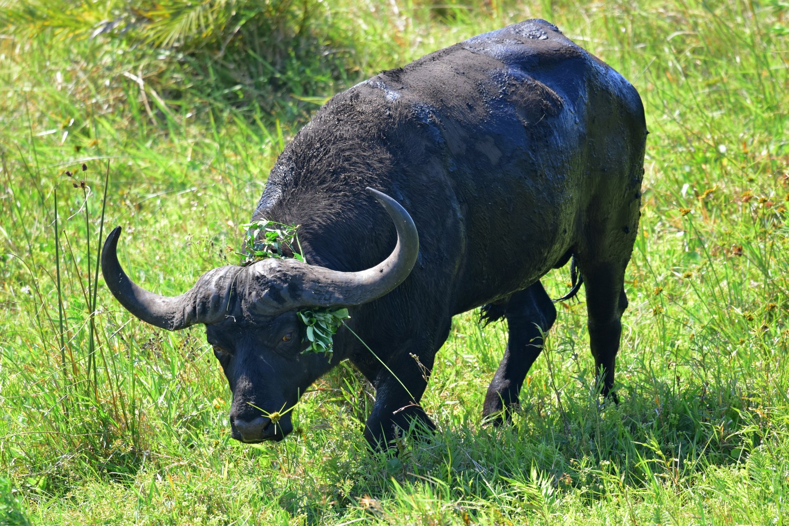 African buffalo