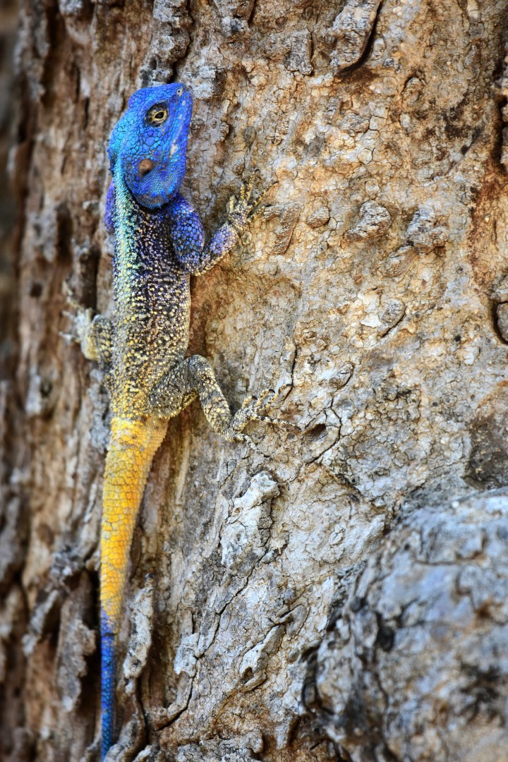 Southern Tree Agama