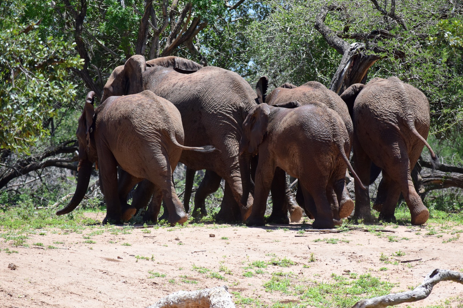 Elephants leave the water hole