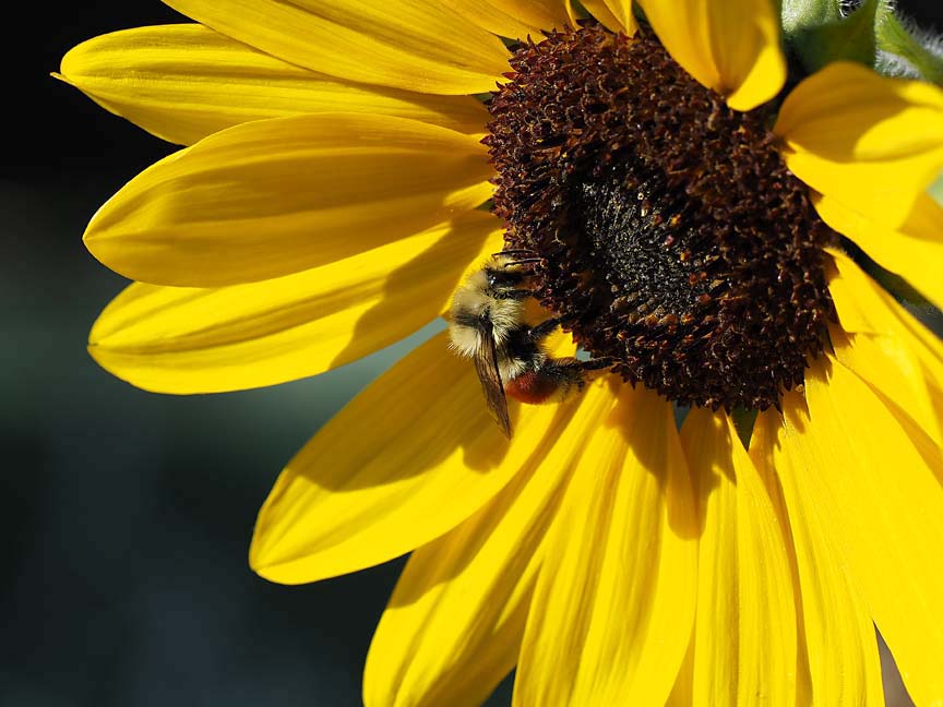 Nature_9050769