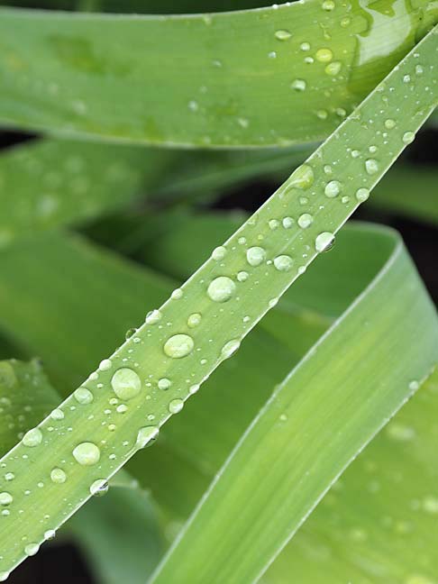 Natural_Abstract_9150899