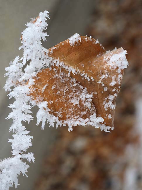 Nature_B301027