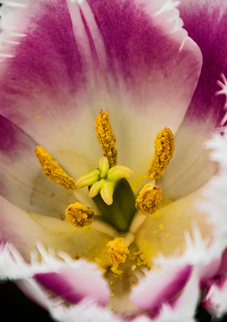 Spring Flowers Feb. 2017  07.jpg