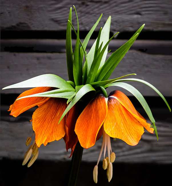 Spring Flowers Feb. 2017  09.jpg