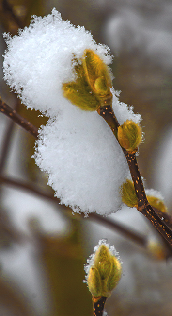 Snow - Dec. 2017 08.jpg