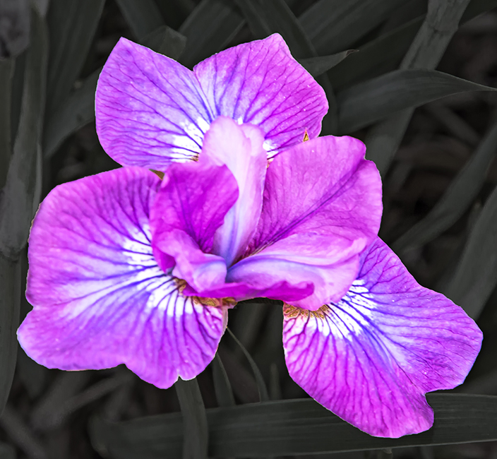 Laking_Garden_10.jpg