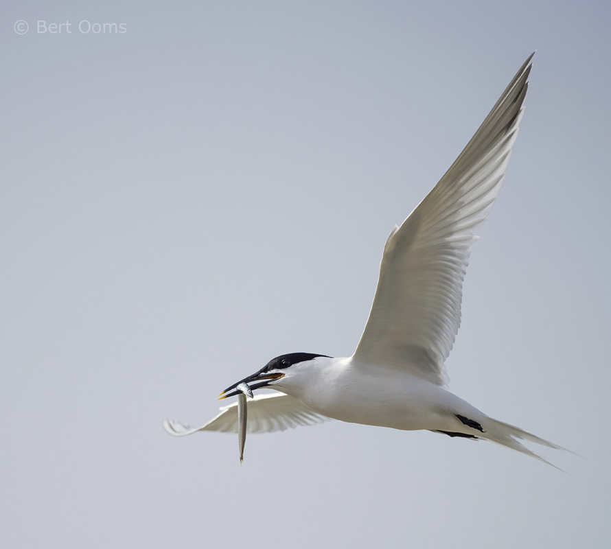 Sandwich tern PSLR-5985