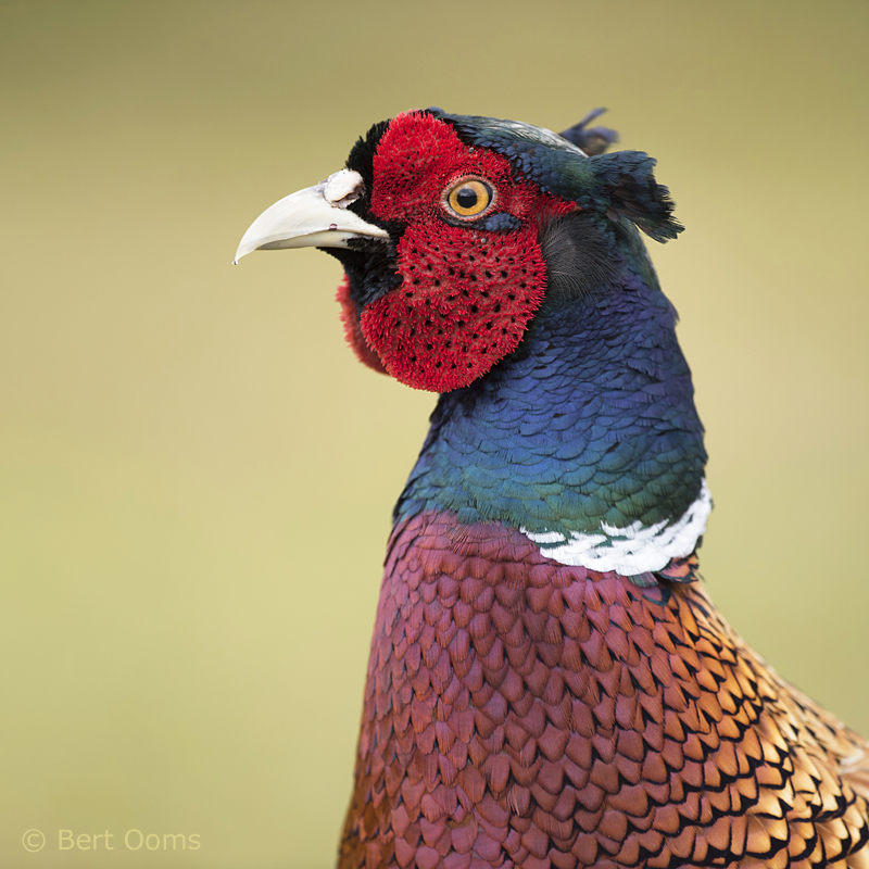 common pheasant (Phasianus colchicus) PSLR-5179