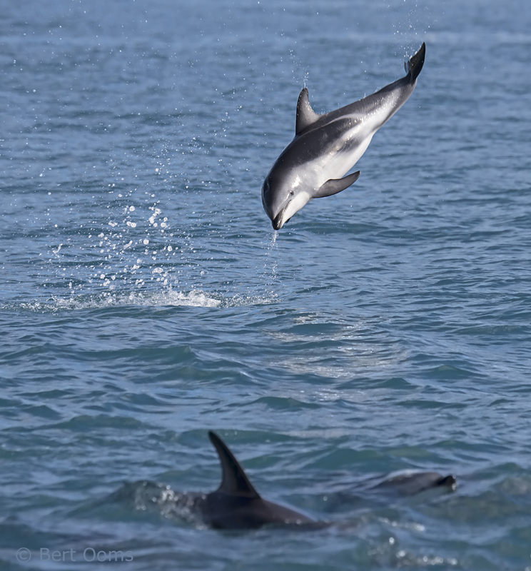 Dusky Dolphin NZ PSLR-0600