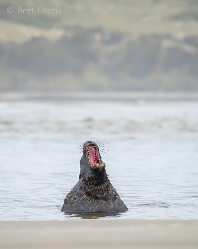 New Zealand Sea lion  PSLR-1383