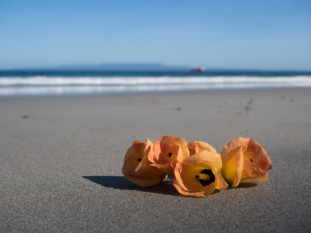 A smal found on the beach.