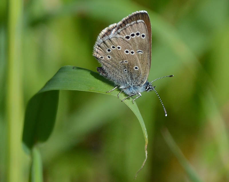 Silvery Blue Butterfly from the Side