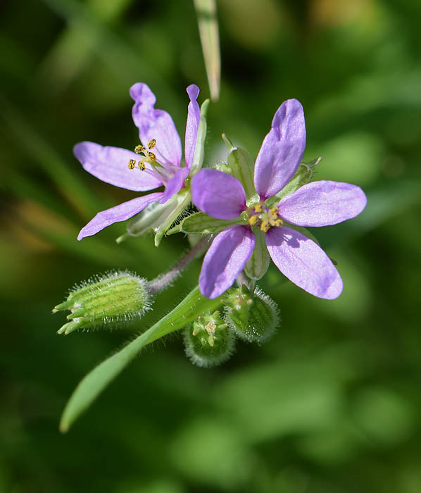 Tiny Purple Wildflowers