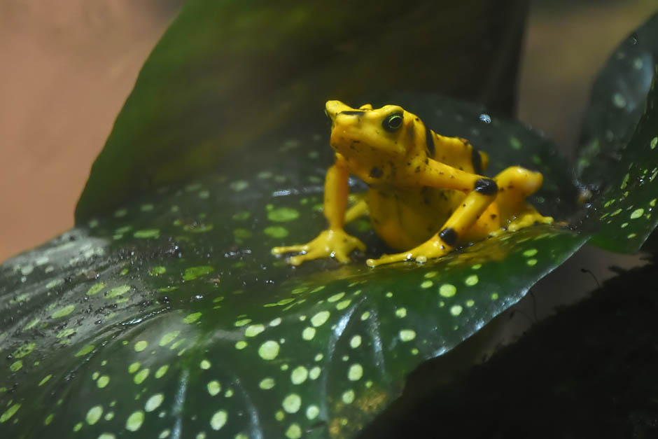 Panamanian Golden Frog 2