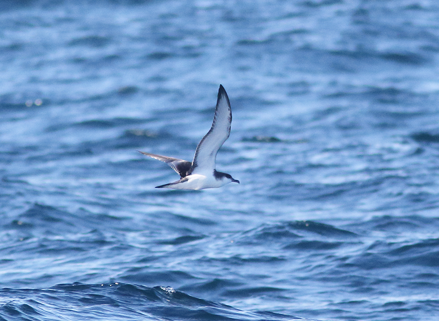 Bullers Shearwater