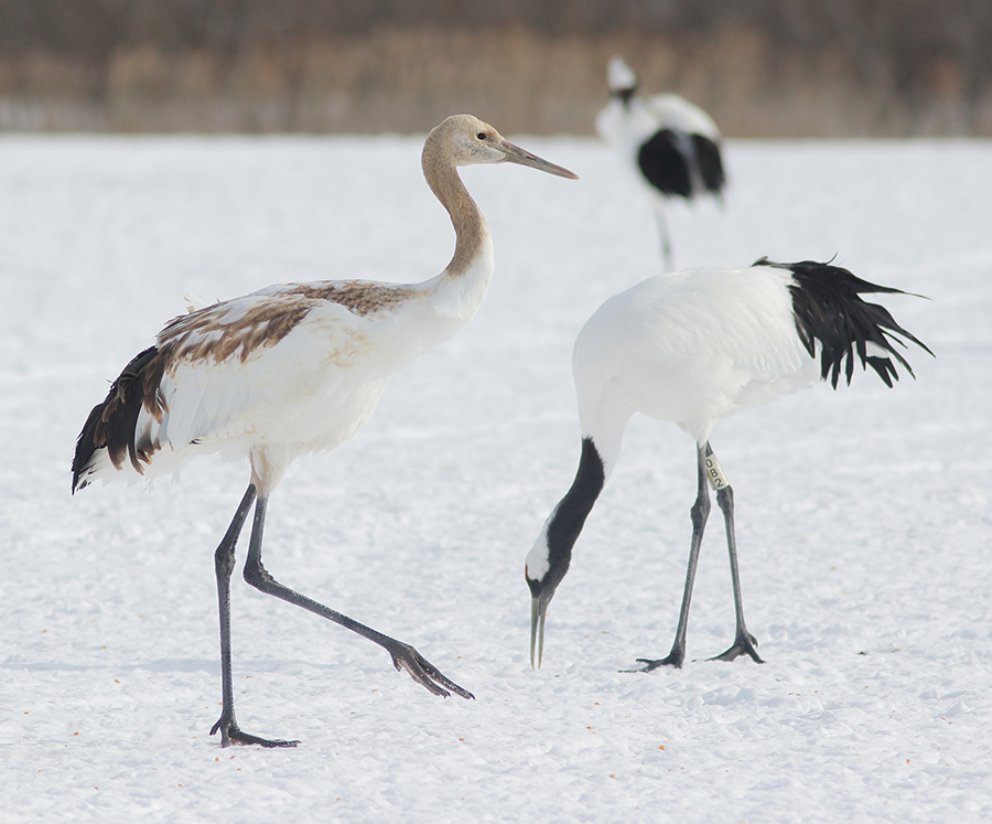 Red-crowned Crane