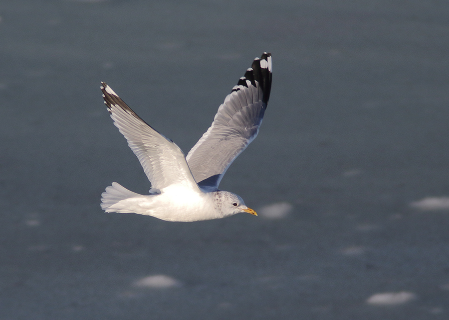 Kamchatka Gull