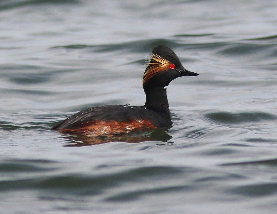 Black-necked Grebe