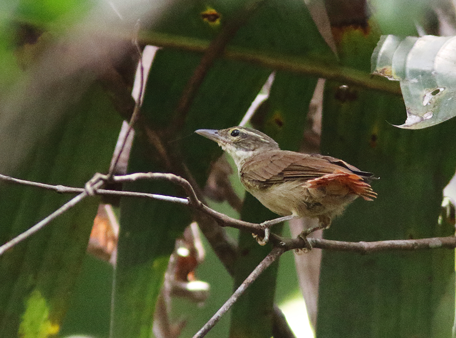 Rufous-rumped Foliage-gleaner