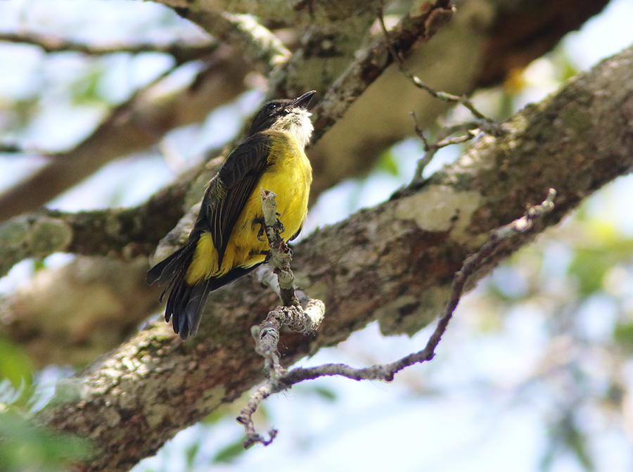 Dusky-chested Flycatcher