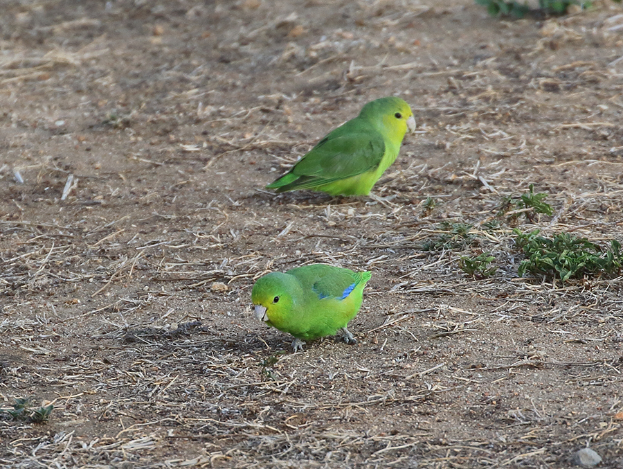 Blue-winged Parrotlet