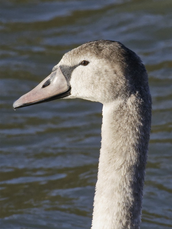 Cygnet