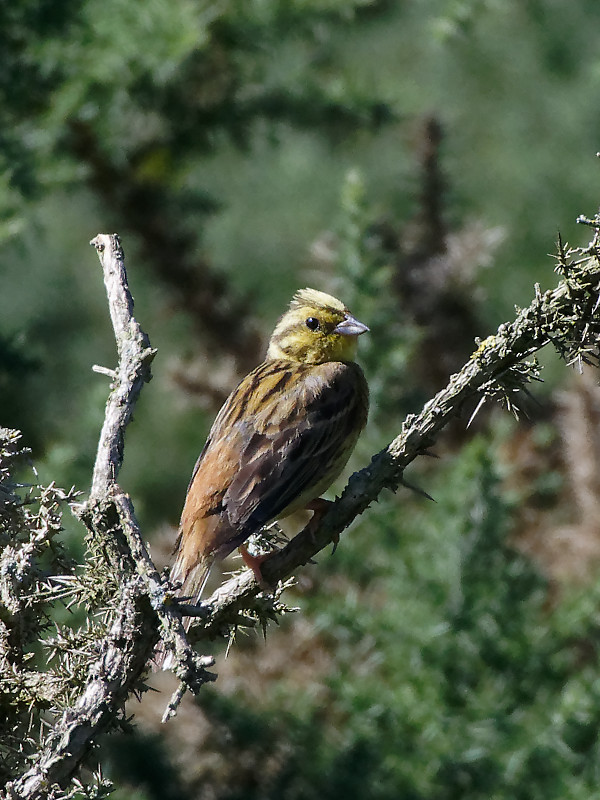 Yellowhammer