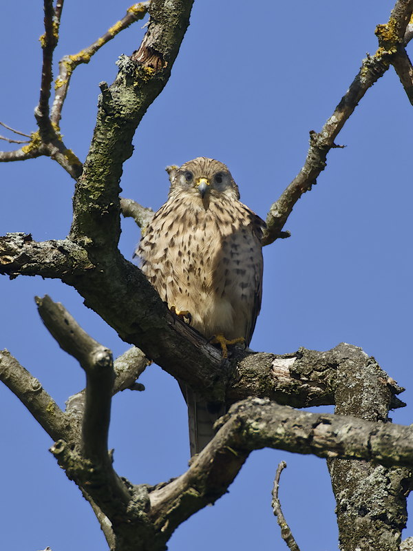 Kestrel