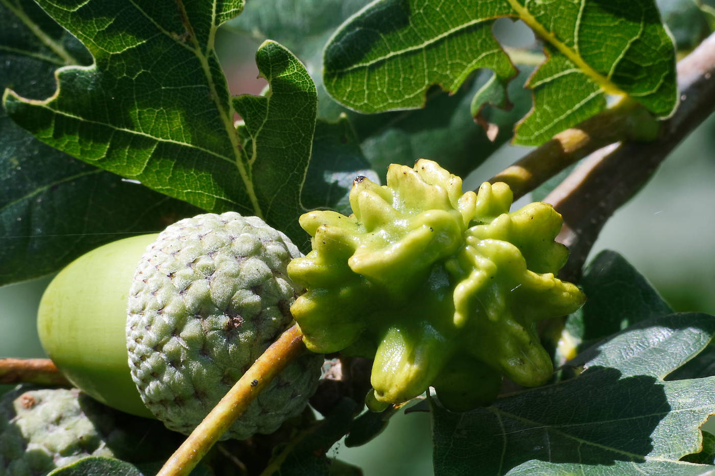 Oak gall
