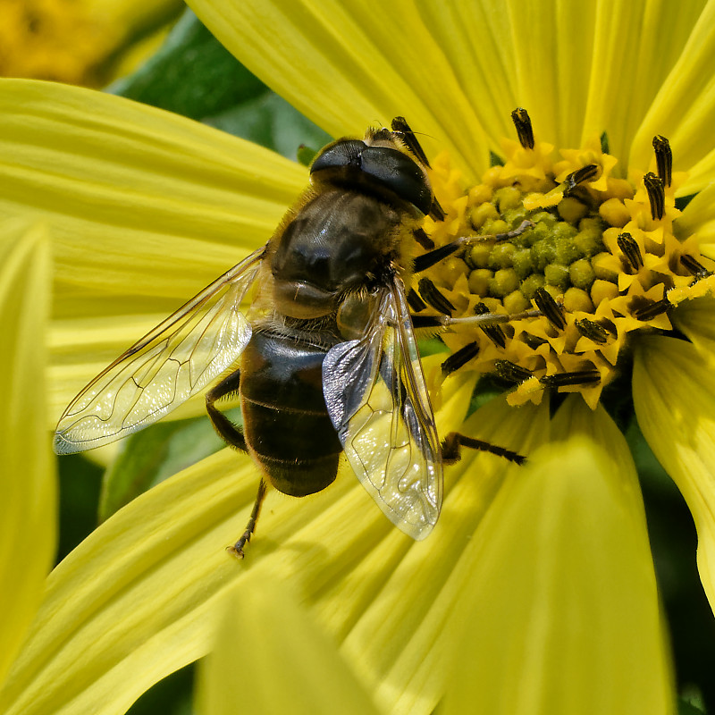 Syrphid fly - thanks to Christine for ID