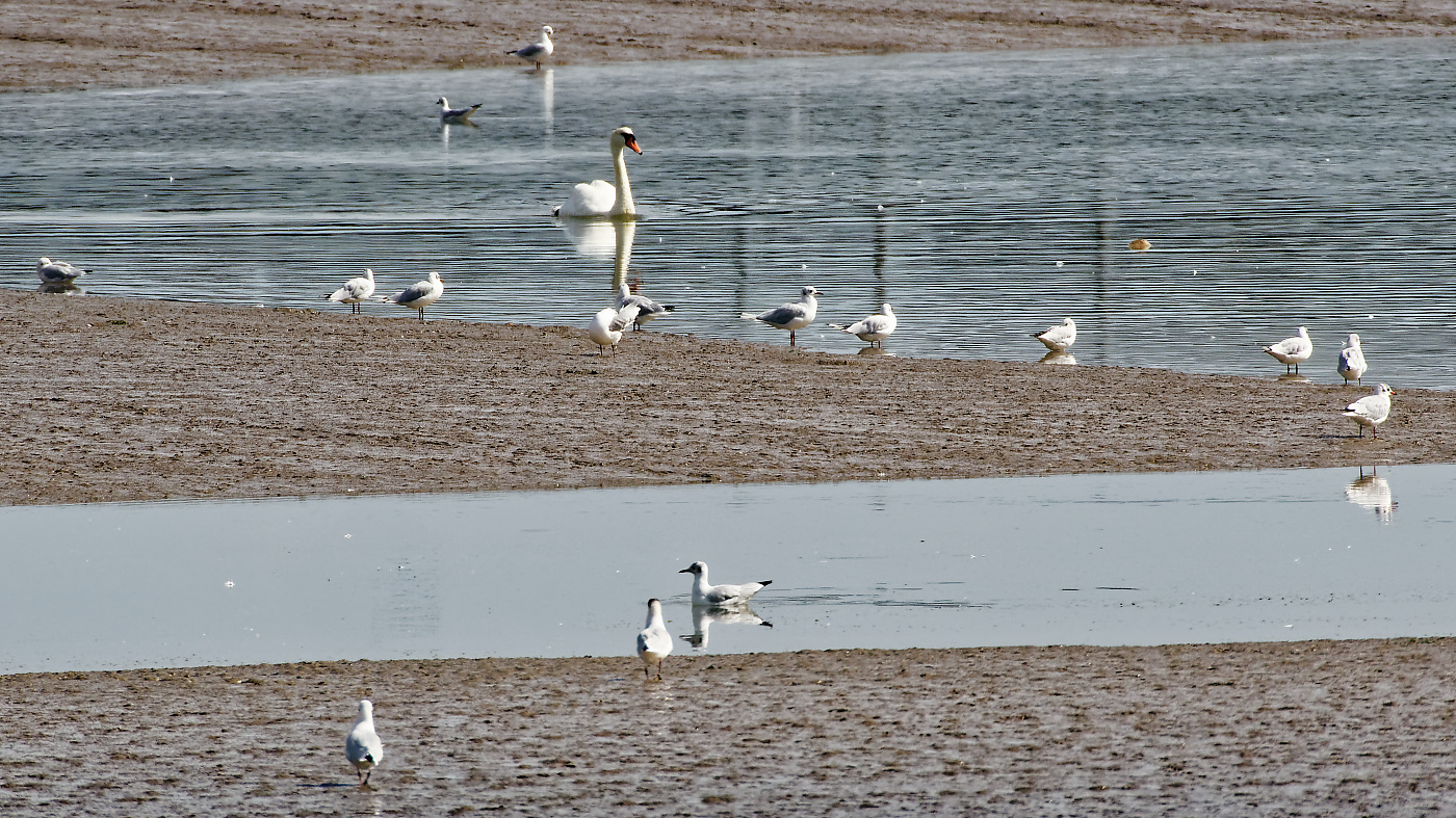 Swanning around