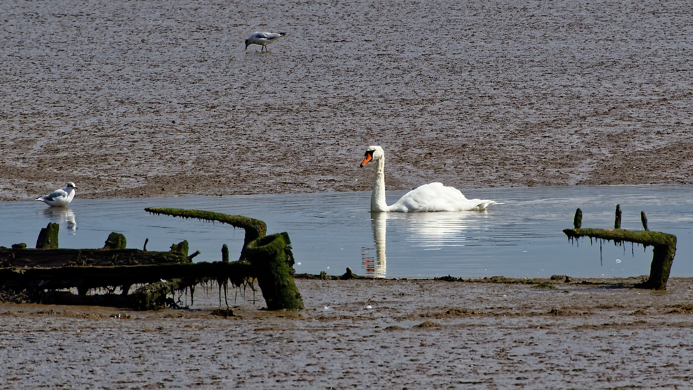 Swanning around