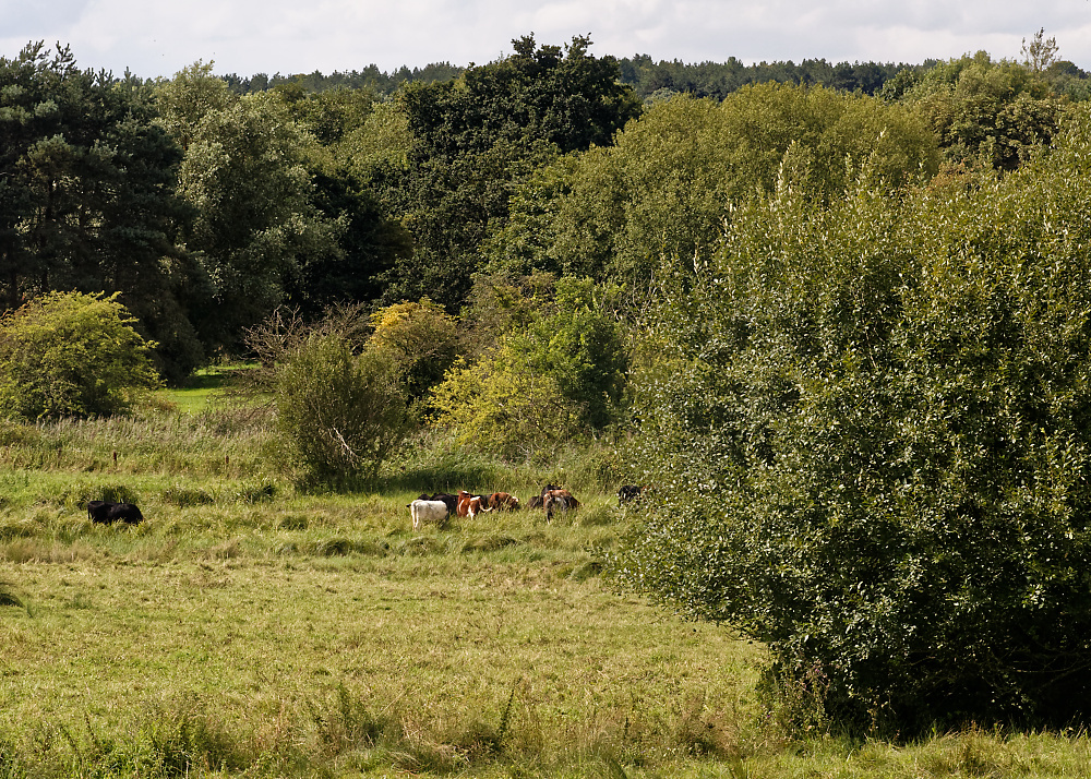 Wish they were cows