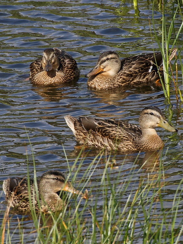 Happy as ducks